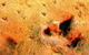 Australia's Dinosaur Trail - thumb 2