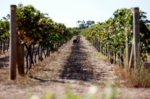 Evans & Tate - Accommodation Tasmania 2