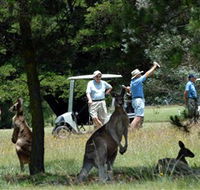 Glen Innes Golf Club - Accommodation Tasmania
