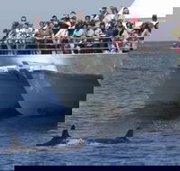 MoonshadowTQC Cruises - Accommodation Tasmania