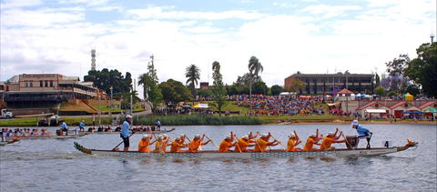 Jacaranda Dragon Boat Races - Accommodation Tasmania 0