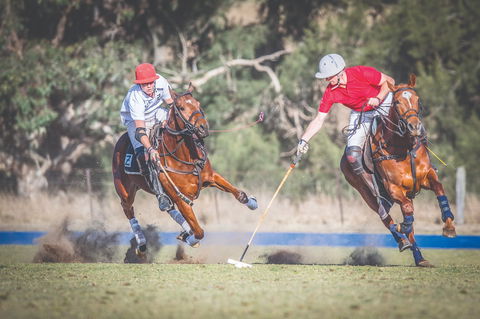 Scone Horse Festival - Accommodation Tasmania 1