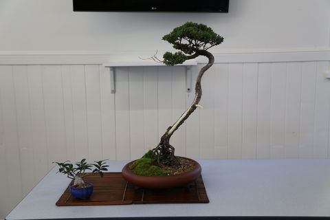 Wauchope Bonsai Workshop Group - Accommodation Tasmania 0