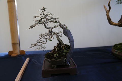 Wauchope Bonsai Workshop Group - Accommodation Tasmania 1