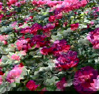 2020 Woolmers Estate Festival of Roses - Accommodation Tasmania