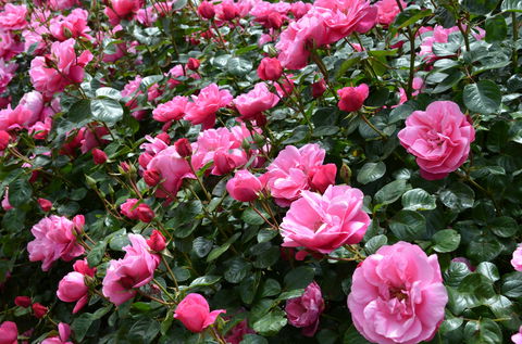 2020 Woolmers Estate Festival Of Roses - Accommodation Tasmania 0