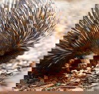 Aussie Wildlife Course - July/August/September - Accommodation Tasmania