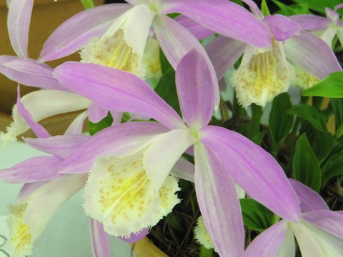Blackheath Flower And Craft Show - Accommodation Tasmania 2