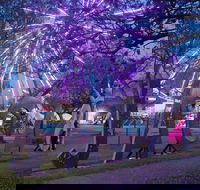 Grafton Jacaranda Festival - Accommodation Tasmania