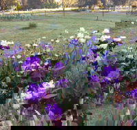 Riverina Iris Farm Open Garden and Iris Display - Accommodation Tasmania