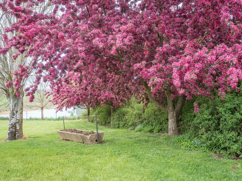 Tumbarumba Spring Flower Festival - Accommodation Tasmania 1