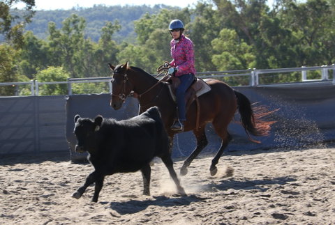 Australian Campdraft Association National Finals Campdraft 2021 - Accommodation Tasmania 1