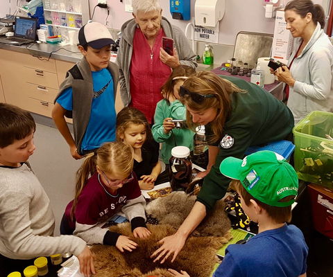 A Wild Night Out - Spring - Accommodation Tasmania 7