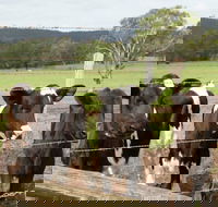 Bandon Grove Farm Tours - Accommodation Tasmania
