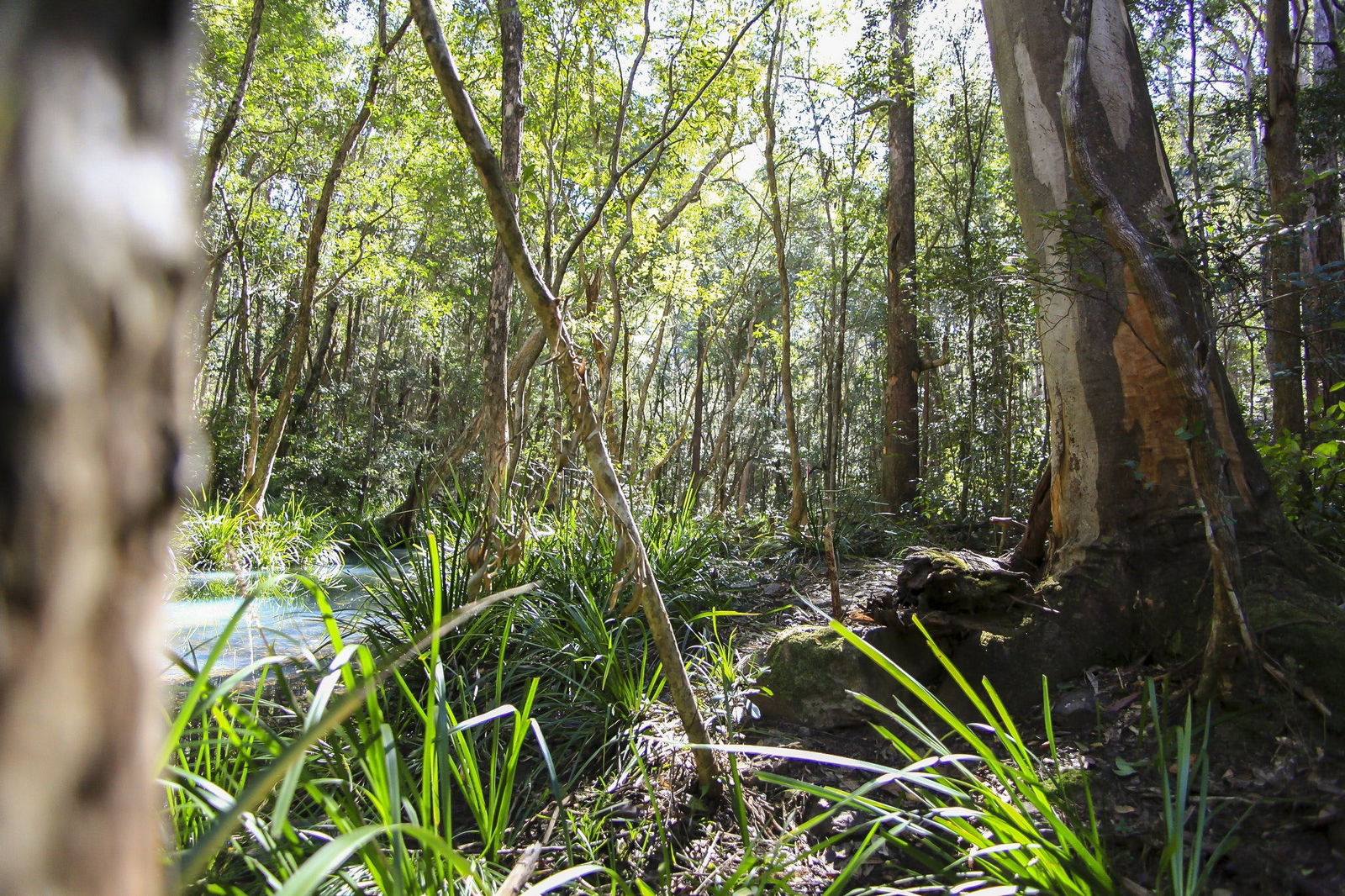 Herons Creek NSW Accommodation Tasmania