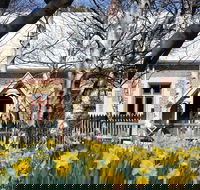 Daffodils at Rydal - Accommodation Tasmania