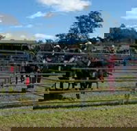 Dungog Team Penning - Accommodation Tasmania