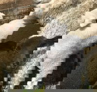 Flinders Island Show - Accommodation Tasmania