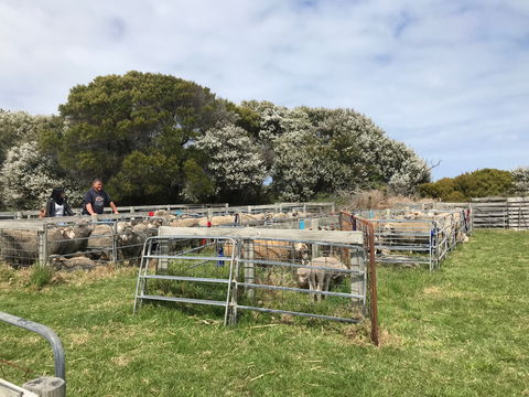 Flinders Island Show - Accommodation Tasmania 1