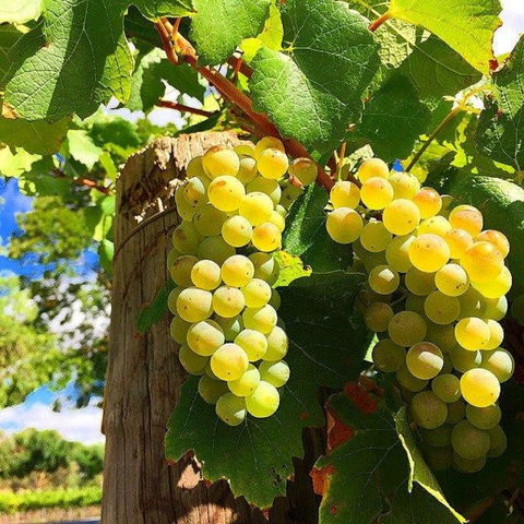 GetawaysSA Bringing Barossa To Your Door - Accommodation Tasmania 0