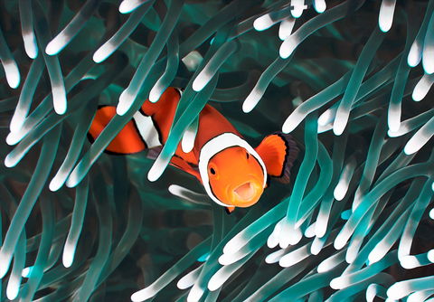 Great Barrier Reef Masters Games - Accommodation Tasmania 1