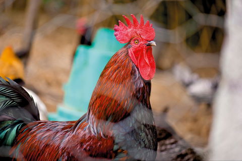 Nimbin Show - Accommodation Tasmania 0