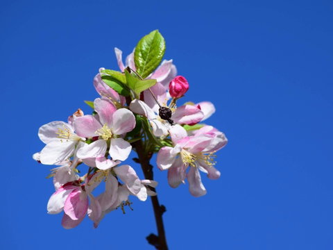 Spring Time At Hunter Valley Gardens - Accommodation Tasmania 0