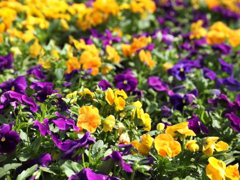 Spring Time At Hunter Valley Gardens - Accommodation Tasmania 2