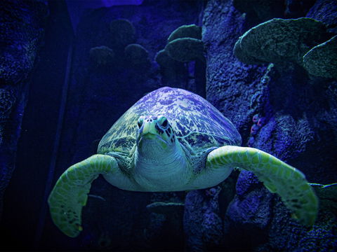 Sydney's Aquarium - Accommodation Tasmania 0