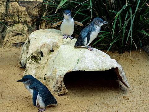 Sydney's Aquarium - Accommodation Tasmania 2