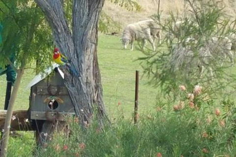 Birdhouse Cottage B & B - Accommodation Tasmania 5