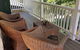 Chestnut Brae Farmstay - thumb 6