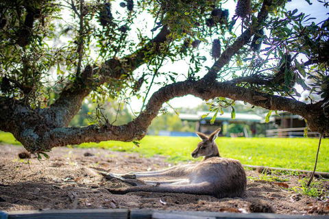 Waterfall Springs Retreat And Wildlife Sanctuary - Accommodation Tasmania 5