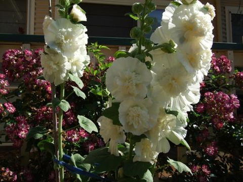 Nannup Riverview Cottage - Accommodation Tasmania 2