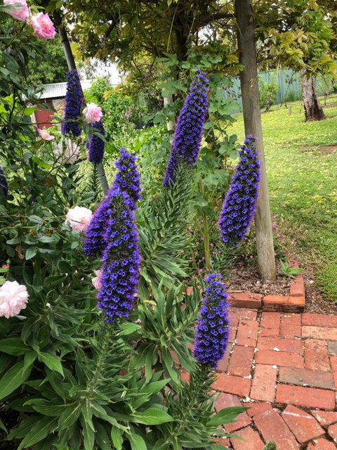 Barossa Barn Bed & Breakfast - Accommodation Tasmania 2