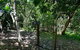 Barefoot Bungalow Castaways Beach - thumb 6