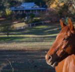Historic Oak Hill House Estate Truffle Gourmet Festival Region - Accommodation Tasmania