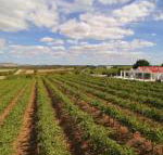 Barossa Valley Lyndoch - Accommodation Tasmania