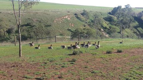 The Cottage At Riverside Farm - Accommodation Tasmania 6
