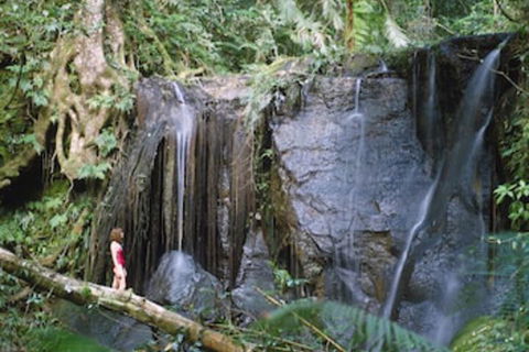 Chambers Wildlife Rainforest Lodges - Accommodation Tasmania 1