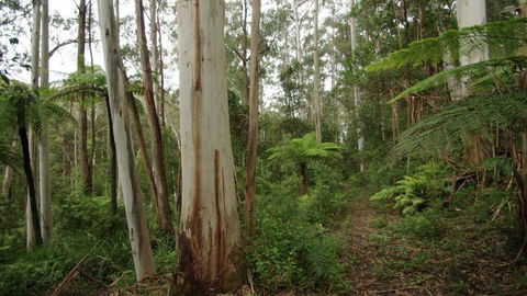 Carinya Park - Accommodation Tasmania 1