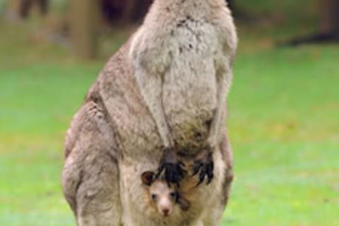 Halls Gap Lakeside Tourist Park - Accommodation Tasmania 1