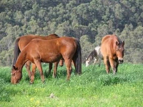 Hill Top Country Guest House - Accommodation Tasmania 0