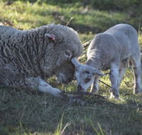 Clandulla Cottages - Accommodation Tasmania