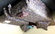 Bed & Breakfast In Perth - thumb 4