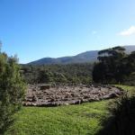 Wickliffe ACT Accommodation Tasmania