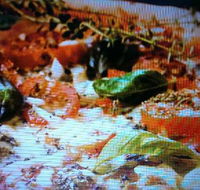 Alfio's Pizzeria - Accommodation Tasmania