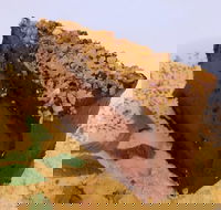 The Terrace Restaurant - Accommodation Tasmania