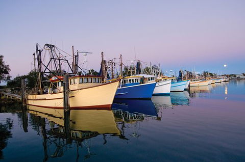 Clarence River Fishermen's Co-Operative - Accommodation Tasmania 0