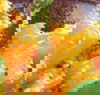 Spice Village - Accommodation Tasmania